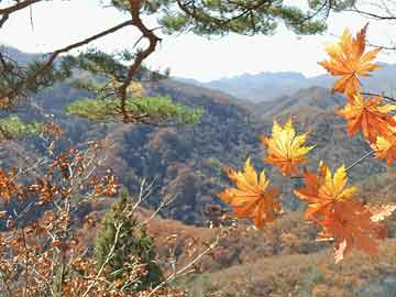 探索彩票世界，揭秘彩票背后的秘密與策略——以246天天彩天好彩中特網(wǎng)為例，揭秘彩票世界，探索背后的秘密與策略——以246天天彩天好彩中特網(wǎng)為例