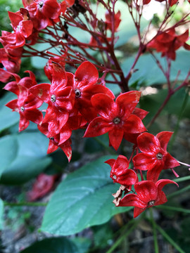 狀元紅網(wǎng)，揭秘4987精準(zhǔn)資料的秘密，狀元紅網(wǎng)揭秘，精準(zhǔn)資料4987背后的秘密