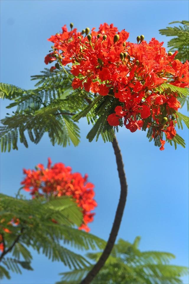 狀元紅，揭秘4987最準最快的秘密武器，狀元紅，揭秘最準最快的秘密武器 4987