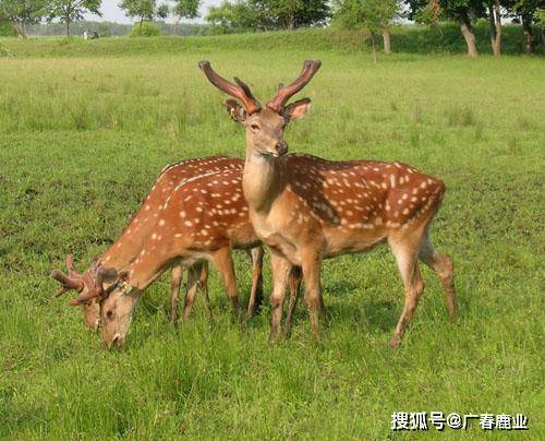 6566cc澳彩資料大全最新版本介紹17圖庫