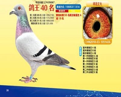 王中王四馬一肖，探尋背后的故事與奧秘，王中王四馬一肖，背后的故事與奧秘探尋