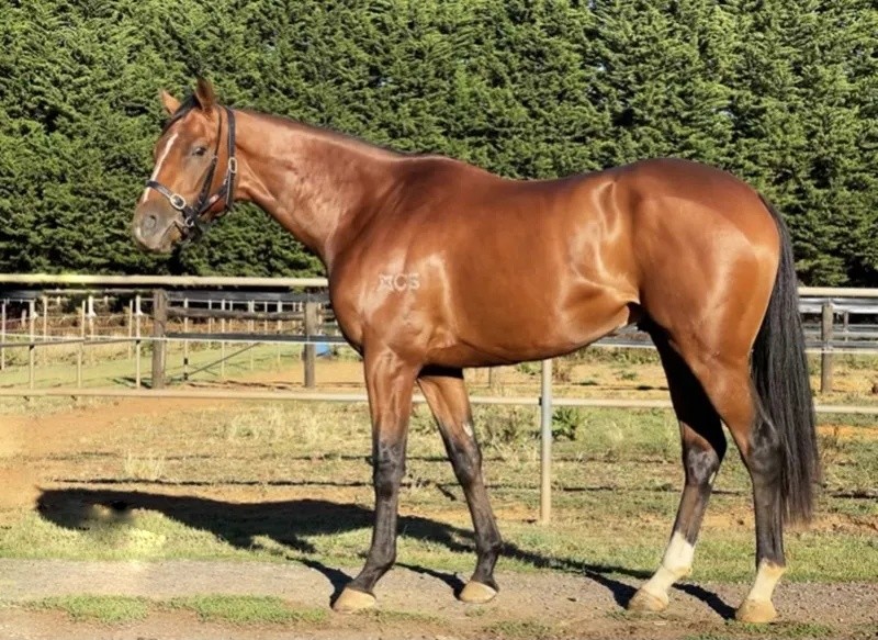今晚澳門特馬開什么？今晚四不像的探討，今晚澳門特馬開彩結(jié)果及四不像探討