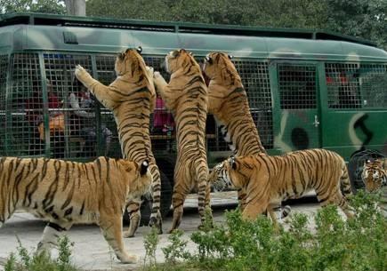 中國十大野生動物園排名，探索自然奧秘的理想之地，中國十大野生動物園排名揭曉，自然奧秘的理想探索地