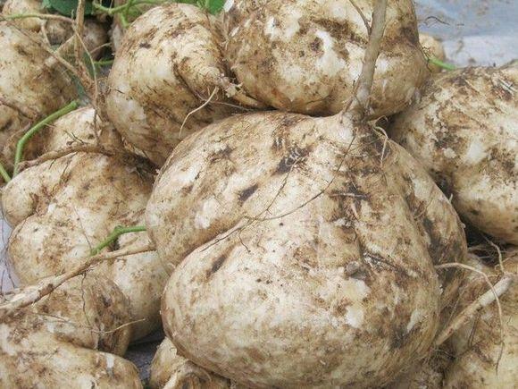 孕婦飲食需謹(jǐn)慎，孕婦不可以吃什么水果，孕婦飲食需謹(jǐn)慎，孕婦不宜食用的水果種類解析