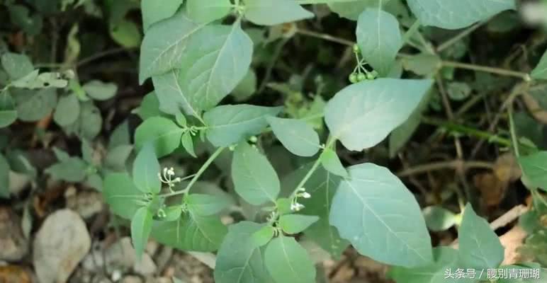 龍葵，中草藥中的抗癌新星，龍葵，中草藥領域的抗癌新星力量