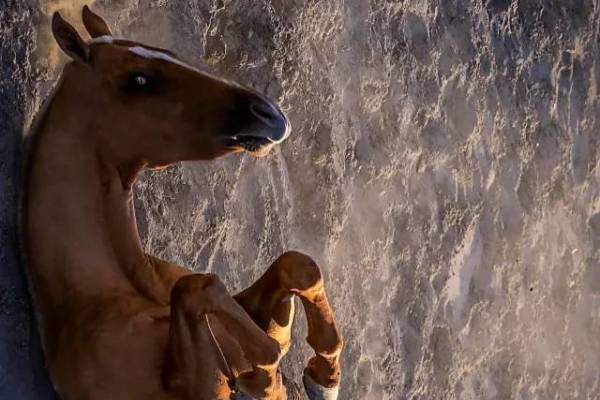 王中王新四不像一肖，揭秘神秘現(xiàn)象與策略解讀，揭秘神秘現(xiàn)象與策略解讀，王中王新四不像一肖探秘之旅