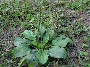 車(chē)前草的功效與作用及食用方法，車(chē)前草的功效、作用與食用方法簡(jiǎn)介