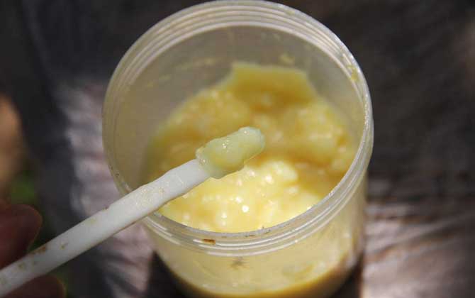 蜂王漿，功效、作用及食用方法詳解，蜂王漿，功效、作用及食用方法全面解析