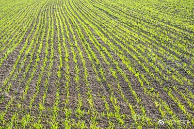 農(nóng)業(yè)天氣對農(nóng)作物生長的影響及應(yīng)對策略，農(nóng)業(yè)天氣對農(nóng)作物生長的影響及應(yīng)對之策