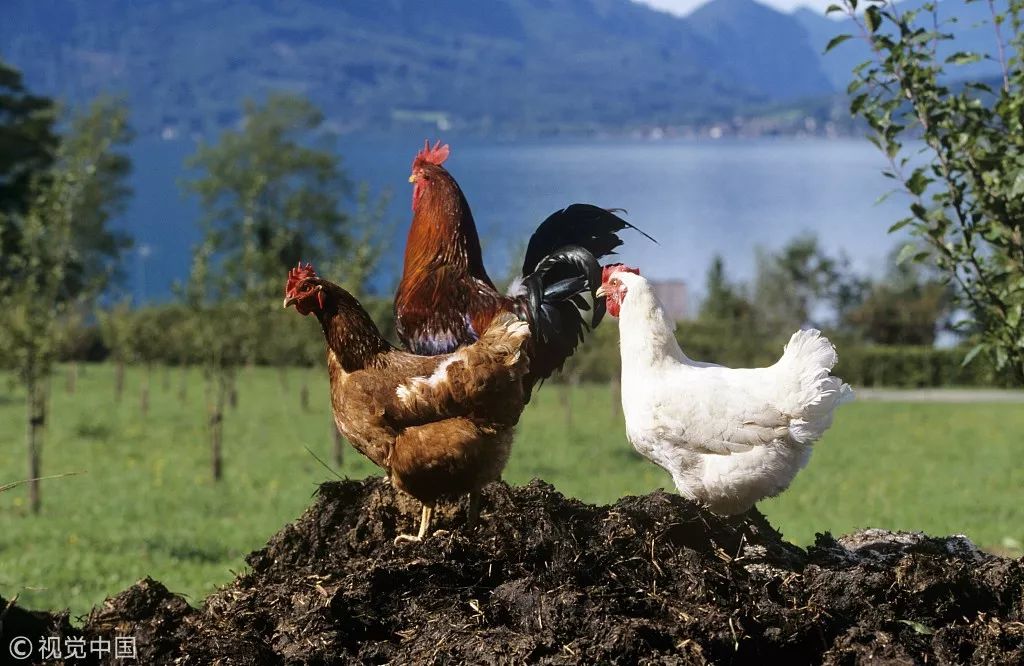 美國人與畜禽養(yǎng)殖，Croproation365的興起與發(fā)展，美國畜禽養(yǎng)殖，Croproation365的崛起與發(fā)展