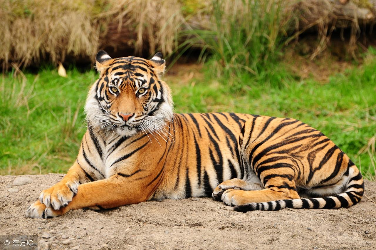 王中王指一生肖——探尋生肖文化中的特殊含義，生肖之王，探尋生肖文化中的特殊含義